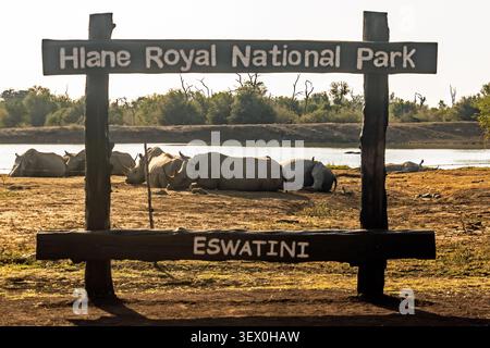 Blick durch ein hölzernes fram, das für Social-Media-Posts in einer Herde schlafender Ndlovu im Hlane Royal National Park in Estwatini errichtet wurde. Stockfoto
