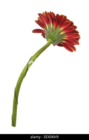 Rote Gerbera-Blüte isoliert auf weiß. Profilansicht Stockfoto