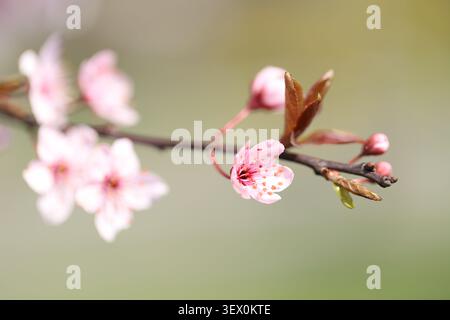 Rosa Kirschblüten an einem Ast mit einem sanft verschwommenen natürlichen Hintergrund im warmen Frühlingssonnenlicht. Stockfoto