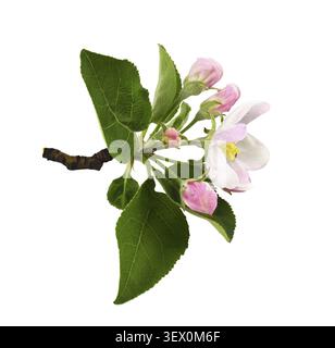 Blüten, Blätter und Knospen von Apfelbaum isoliert auf weiß Stockfoto