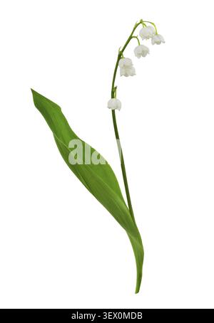Maiglöckchen Blumen isoliert auf weißem Stockfoto
