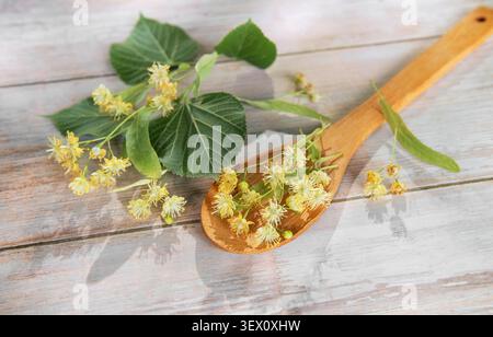 Linden blüht und Blätter liegen auf einem Holzlöffel und rustikalem Tisch Stockfoto