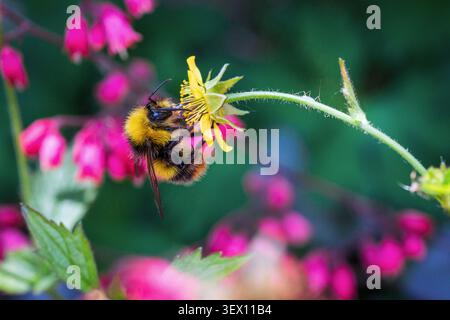Nahaufnahme einer Hummel, die eine zarte Wildblume im Garten bestäubt, um einen natürlichen Moment der Interaktion zwischen Insekten und Blüte festzuhalten. Stockfoto