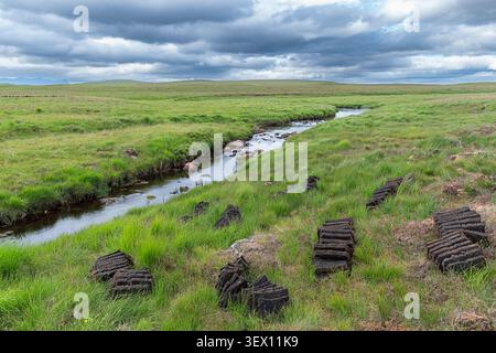Reihen von geschnittenen Torfplatten oder Rasen stapelbar und trocknend im Frühsommer Sutherland Scotland Bild 4 Stockfoto