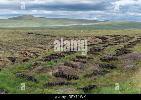 Reihen von geschnittenen Torfplatten oder Rasen stapelbar und trocknend im Frühsommer Sutherland Scotland Bild 6 Stockfoto