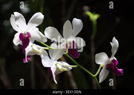 Blumenstrauß von Dendrobium-Orchideen, weiße Blüten, tiefe magentafarbene Lippe in gemischtem Sonnenlicht (Makro, Nahaufnahme, Orchidee, tropisch, exotisch) Stockfoto