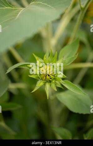 Blick von oben auf eine kleine grüne Sonnenblumenknospe, die sich öffnet, umgeben von üppig grünen Blättern. Stockfoto