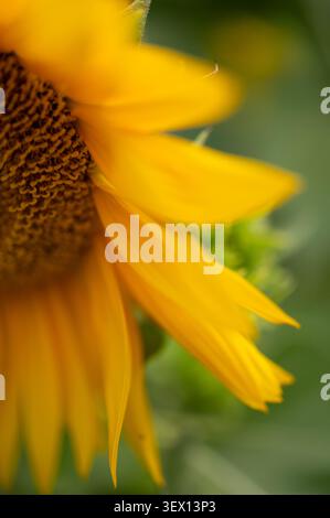 Eine künstlerische, enge Makroaufnahme, die das Seitenprofil einer gelben Sonnenblume mit sanft fokussierten Blütenblättern zeigt, die in einen grünen Hintergrund bluten. Stockfoto