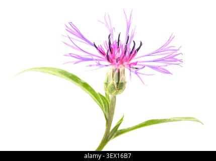 Mountain Bluet Blume isoliert auf weiß Stockfoto