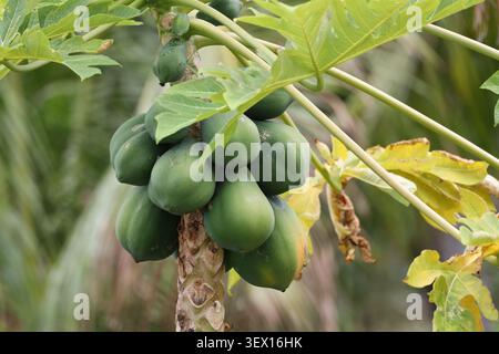 Rohe, grüne Papayas, die in Gruppen auf kleinen Bäumen in dichtem Regenwald wachsen (Makro, Nahaufnahme, tropisch, exotisch, Kopierraum) Stockfoto