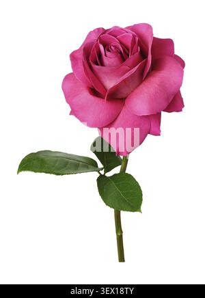 Rosafarbene Rosenblüte mit verzierten Blütenblättern isoliert auf weiß Stockfoto