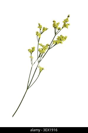 Zweig gelber limoniumblüten isoliert auf weiß Stockfoto