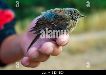 Halten Sie einen wilden Vogel sanft in der Hand und zeigen Sie Pflege, Unterstützung und Erhaltung der Tiere Stockfoto