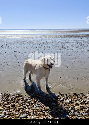 Ein portugiesischer Podengo genießt den Strand im Rye Harbour Nature Reserve, East Sussex, UK Stockfoto