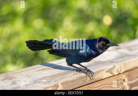 Männlicher Bootsschwanz, bereit zum Abheben. Wakodahatchee Feuchtgebiete. Delray Beach, Florida, USA. Stockfoto