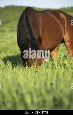 Porträt eines grasenden Lorbeerpferdes auf grünem saftigem Grasfeld. Nahaufnahme Stockfoto