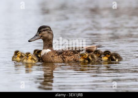 Weibliche Stockenten (Anas platyrhynchos) mit Entlein, die auf einem See schwimmen Stockfoto