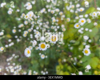 Zwei Kleidocerys Samenwanzen auf einer weißen Erigeron annuus Blume Nahaufnahme, birkenkatzenwanzen auf jährlichen fleabane Gänseblümchen-ähnlichen Wildblumen. Stockfoto