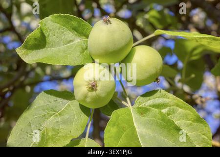 Unreife grüne Äpfel wachsen auf einem Baum, selektiver Fokus. Stockfoto