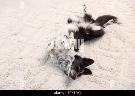 Wunderschöner Border Collie Hund, der auf beigefarbenem Teppich liegt Stockfoto