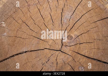 Detaillierte Nahaufnahme eines Baumstammquerschnitts mit Jahreswachstumsringen, natürlichen Rissen und Holzmaserung. Idealer natürlicher Holzhintergrund Stockfoto