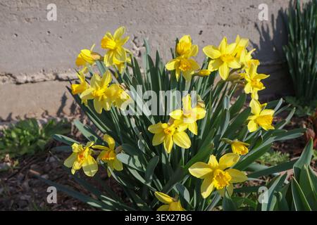 Wunderschöne Ansammlung von leuchtend gelben Narzissen, die im Frühling in einem Garten blühen. Frische Frühlingsblumen, die von natürlichem Sonnenlicht beleuchtet werden, Stockfoto