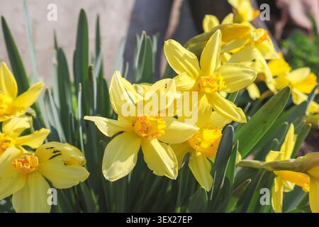 Nahaufnahme von leuchtenden gelben Narzissen, die in einem Frühlingsgarten unter hellem natürlichem Sonnenlicht blühen. Frische Blüten der Saison mit Grün Stockfoto
