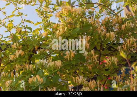 Blühende Geißblatt-Rebe, bedeckt mit reichlich cremefarbenen Blüten und grünem Laub in warmer Abendsonne. Stockfoto