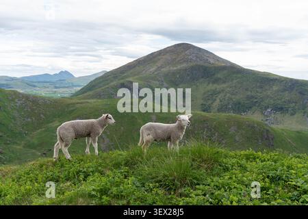 Zwei Lämmer stehen auf einem grünen Berghügel mit malerischem Hintergrund Stockfoto
