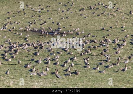 Eine Herde rosafarbener Gänse (Anser Brachyrhynchus), die sich auf Grasland in der Nähe eines kleinen getrockneten Teichs ernährt Stockfoto