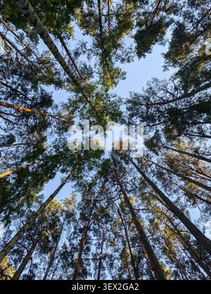 Blick auf hohe Kiefern und Birkenspitzen im lettischen Wald Stockfoto