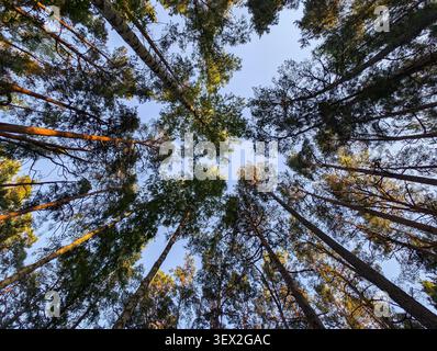 Blick auf hohe Kiefern und Birkenspitzen im lettischen Wald Stockfoto