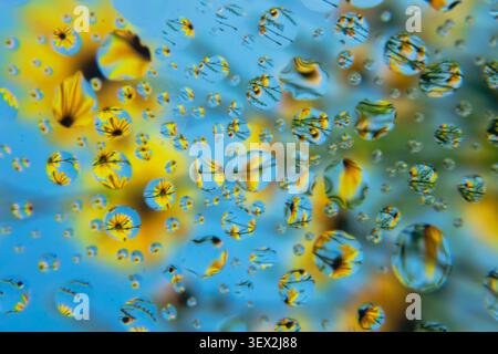 Wassertröpfchen sind in einem Fenster und brechen leuchtend gelbe Blumen. Der unscharfe blaue Hintergrund deutet auf eine Gartenszene hin. Taufendes Glas verzerrt Blütenblätter zu Funkeln Stockfoto