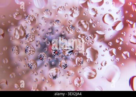 Rosa Blumen umgeben von Tropfen auf einer Glasoberfläche. Winzige Blasen bilden sich und reflektieren verschwommene Hintergrundformen. Wassertröpfchen variieren in Größe und cl Stockfoto