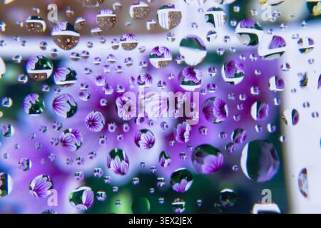 Regentropfen sammeln sich auf einer Glasoberfläche. Violette Blumen blühen sanft hinter dem Wasser. Tropfen reflektieren leuchtende Blütenfarben. Verschwommene Blütenblätter enhan Stockfoto
