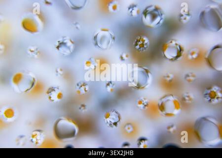 Wassertropfen auf Blumen haften an einer Glasoberfläche. Der unscharfe Hintergrund zeigt weiche, warme Farbtöne. Tropfen reflektieren das Licht und erzeugen schimmernde Highli Stockfoto