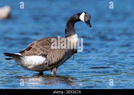 Eine Kanadas-Gans steht im flachen Wasser in St. Cloud, Minnesota, mit Tropfen, die von ihrer Rechnung fallen. Stockfoto