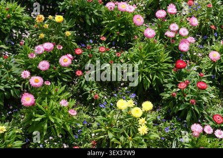 Farbenfrohes Gartenbett mit rosa, gelben und roten, Gänseblümchen ähnlichen Blumen zwischen grünen Blättern, die im Frühling oder Sommer bei hellem Tageslicht im Freien blühen. Stockfoto