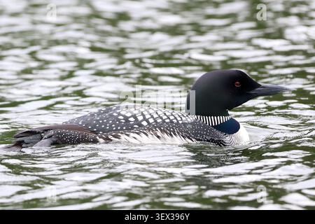 Der gemeine Segel gleitet über das ruhige Wasser des Adirondack Sees, kariert zurück und rote Augen fangen das Licht in der friedlichen Wildnis-Szene ein. Stockfoto