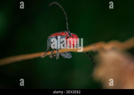 Roter Milchweedkäfer Tetraopes tetrophthalmus auf einer dünnen Rebe mit dunkelgrünem Hintergrund in Makronähe Stockfoto