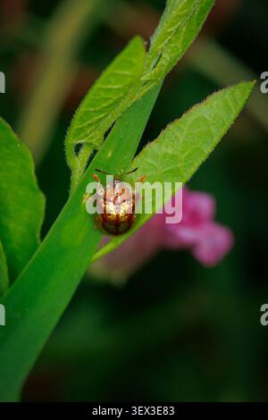 Goldener Schildkrötenkäfer Charidotella sexpunctata auf einem hellgrünen Pflanzenblatt mit einer weichen rosa Blüte in der Makroansicht des unscharfen Hintergrunds Stockfoto