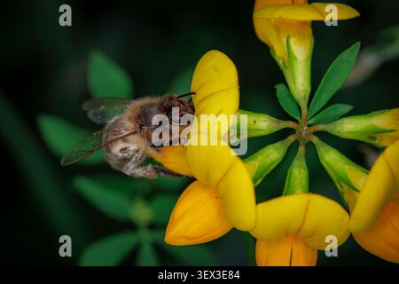 Makronaht einer Honigbiene, die auf leuchtenden gelben Vogelfuß-Trefoil-Blüten mit dunkelgrünem Hintergrund sucht Stockfoto
