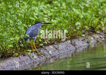 Ein gestreifter Reiher (Butorides striata) steht an einem grasbewachsenen Wasserrand in Thailand, sein graues Gefieder, seine dunkle Kappe und die gelben Beine sind deutlich neben dem Rind zu sehen Stockfoto