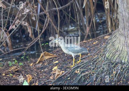 Ein gestreifter Reiher (Butorides striata) steht auf einem Gewirr freiliegender Baumwurzeln über dunklem Wasser in Thailand, seine kompakte graue Form und seine gelben Beine sind besetzt Stockfoto
