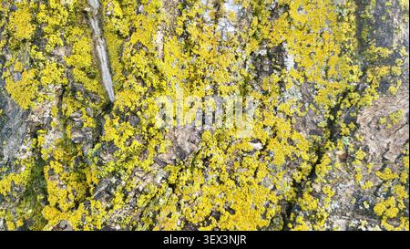 Nahaufnahme der Baumrinde, bedeckt mit leuchtenden Gelb-Grünen Flechten in der Schweizer Natur Stockfoto