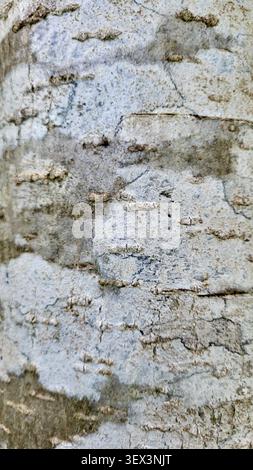 Nahaufnahme der natürlichen Birkenrinde mit Grautönen und charakteristischem Rindenmuster in der Schweizer Natur Stockfoto