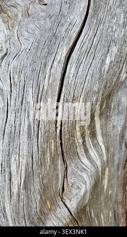 Nahaufnahme eines verwitterten Baumstammes ohne Rinde mit sichtbaren Holzfasern und natürlichen Rissen Stockfoto