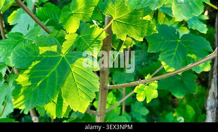 Nahaufnahme eines Ahornholzes mit sonnendurchfluteten grünen Blättern in der Schweizer Natur Stockfoto