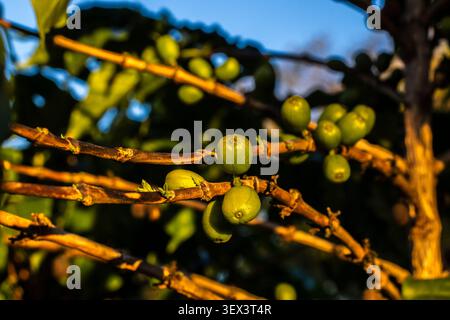 Nahaufnahme roher, unreifer grüner Kaffeebeeren, die sich während des Lichtes der goldenen Stunde auf einer ländlichen Plantage in Brasilien entwickeln. Stockfoto