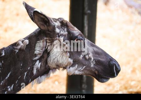 Hirsche weiden in der Natur Stockfoto